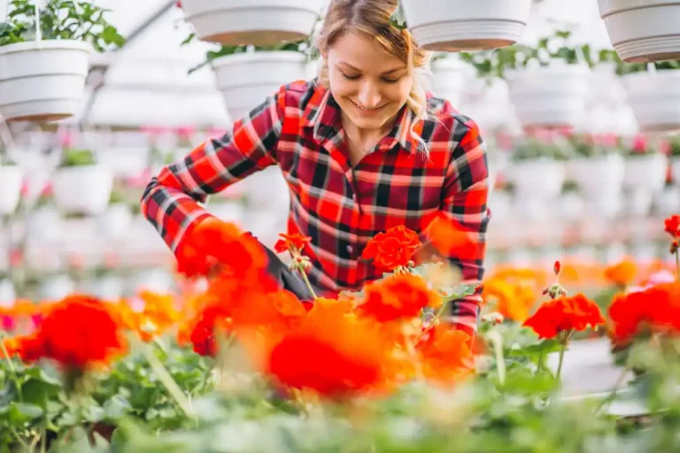 Kasımpatı Yetiştiriciliği Kursu