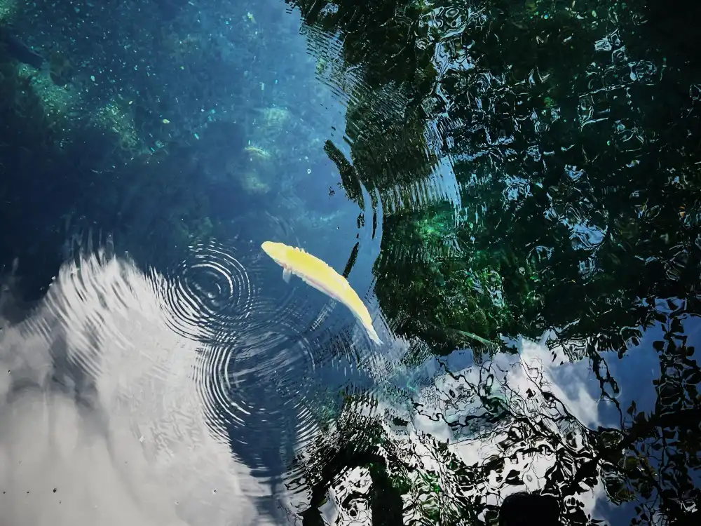 İç Su Canlıları Balıkları Yetiştiriciliği