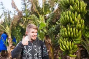 Muz Yetiştiriciliği Kursu