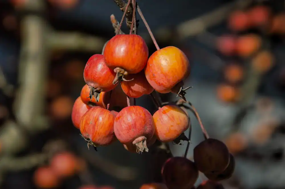 Trabzon Hurması Yetiştiriciliği