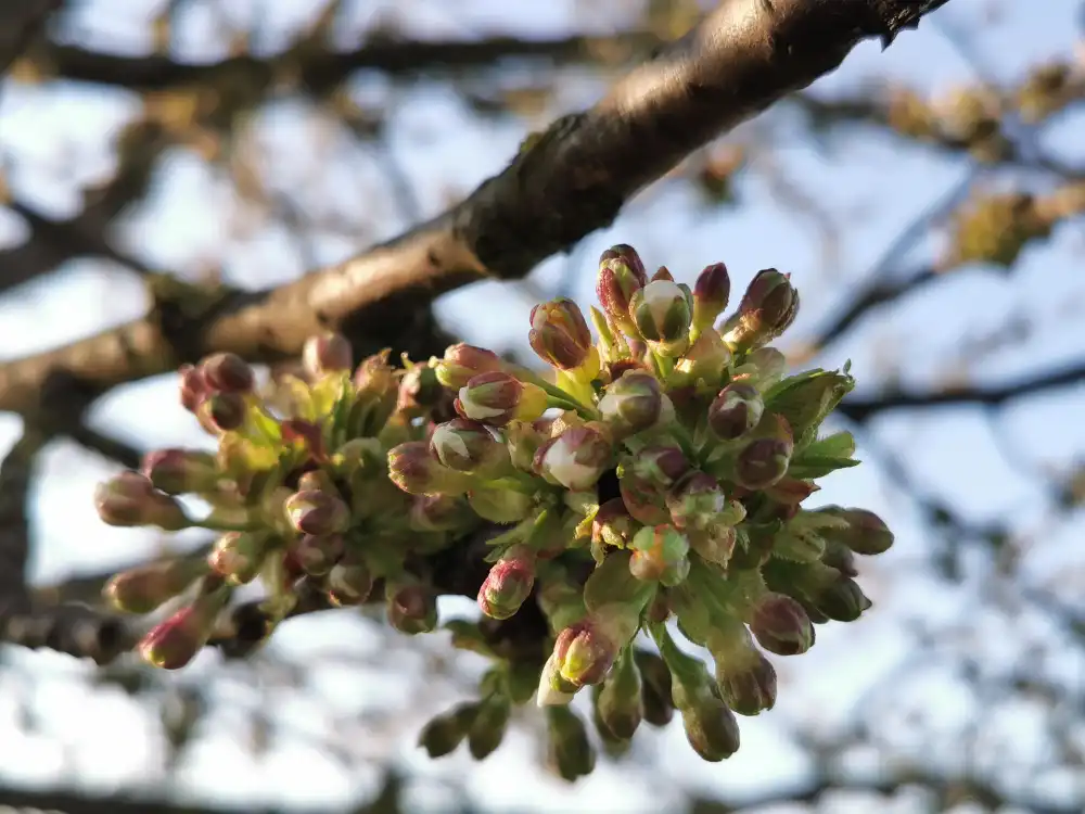 Antepfıstığı Budama Kursu