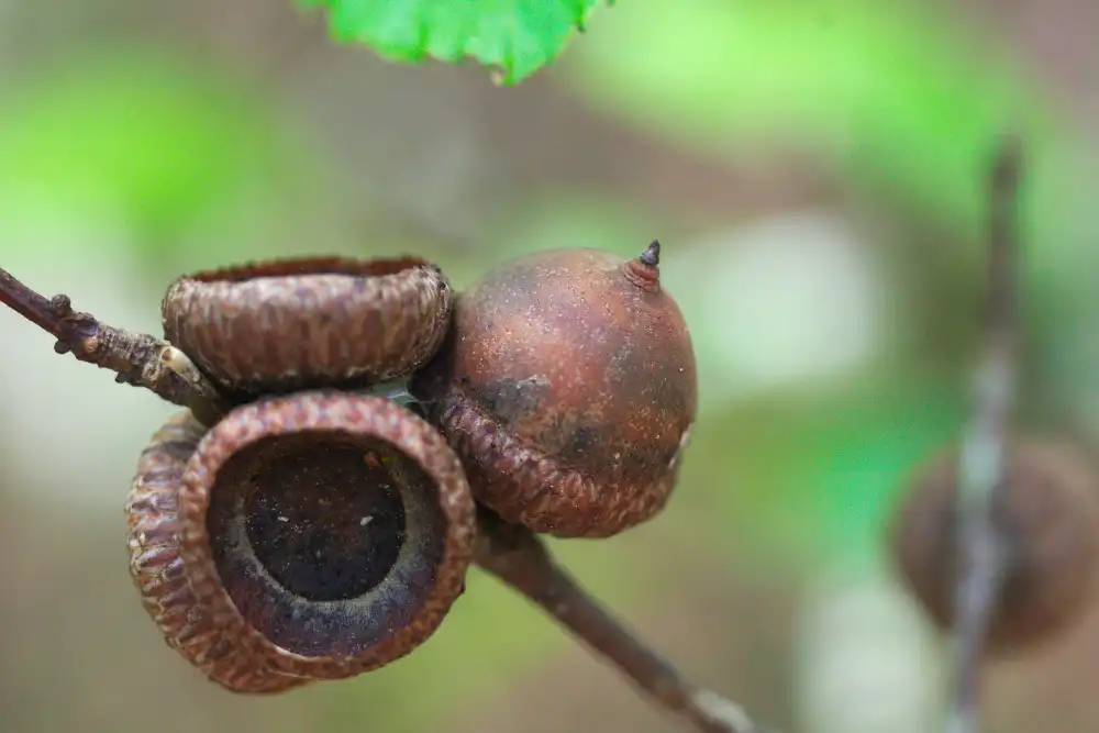 Kestane Yetiştiriciliği Kursu