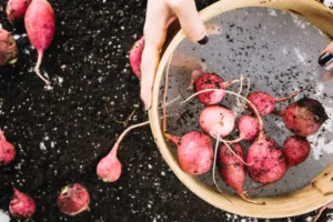 Turp Yetiştiriciliği Kursu