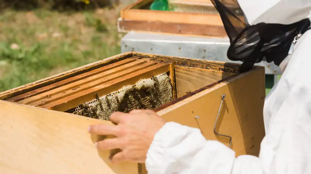 Arı Kovanı ve Bal Çıtası Yapımı Kursu