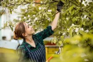 Meyve Ağaçlarında Budama Kursu