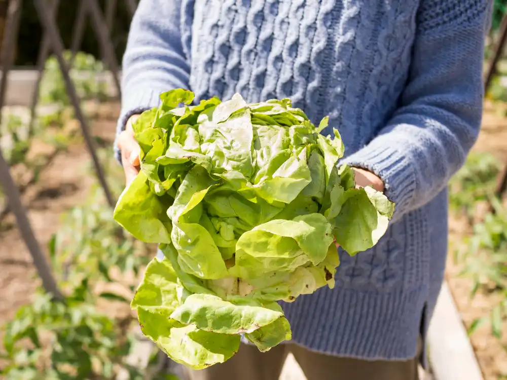 Lahana Yetiştiriciliği Kursu