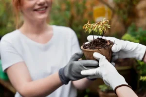 Temel Dış Mekan Bitkileri