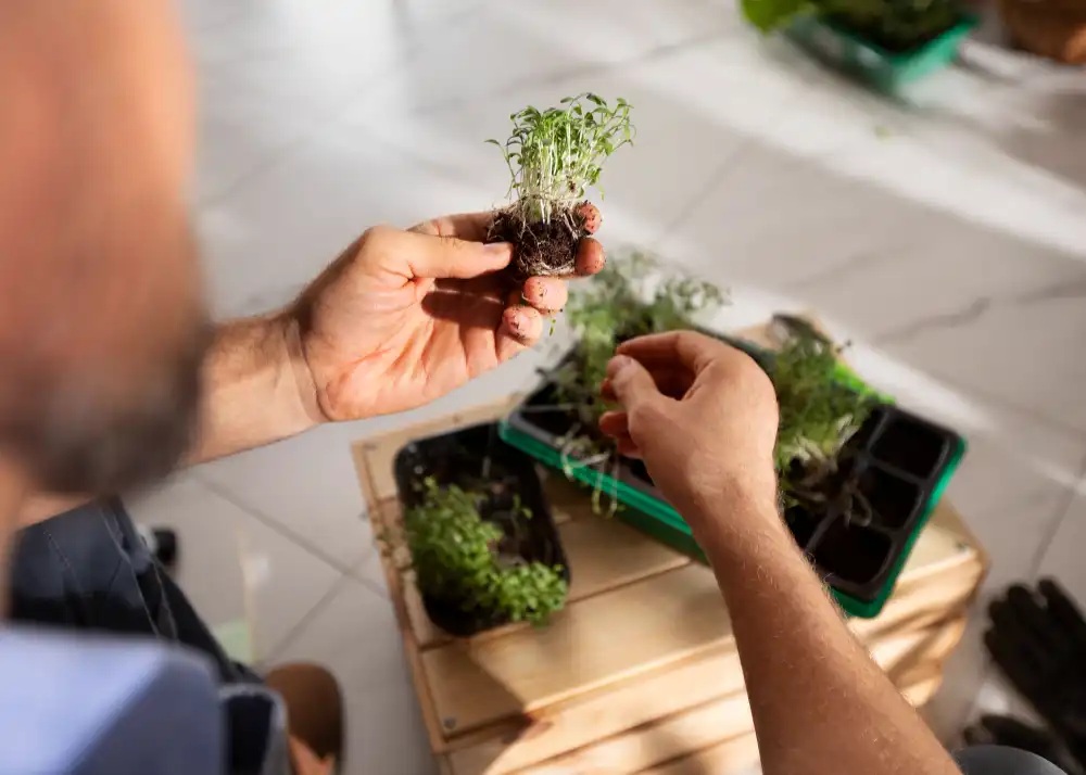 Açık Tohumlu Bitkilerin Yetiştiriciliği