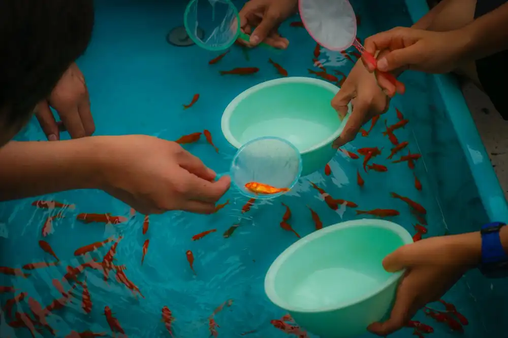 Tatlı Su Balıkları Üreticisi 