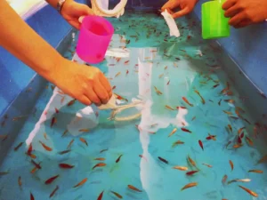 Tatlı Su Balıkları Üreticisi