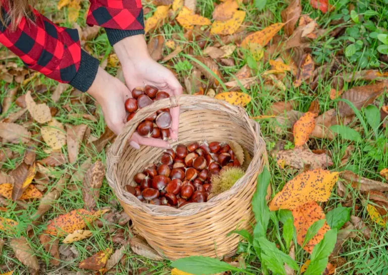 Kestane Yetiştiriciliği Kursu