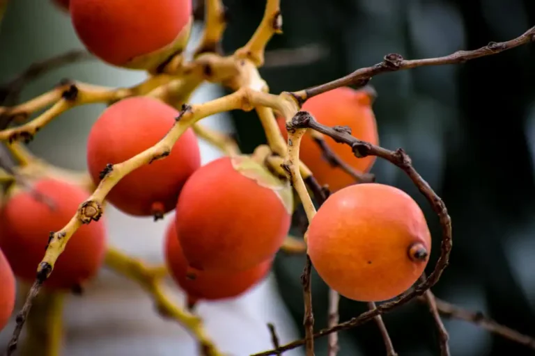 Trabzon Hurması Yetiştiriciliği