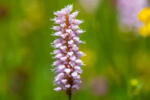 Şebboy Yetiştiriciliği Kursu