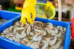 Su Ürünlerinin Üretimi Ve İşlenmesi