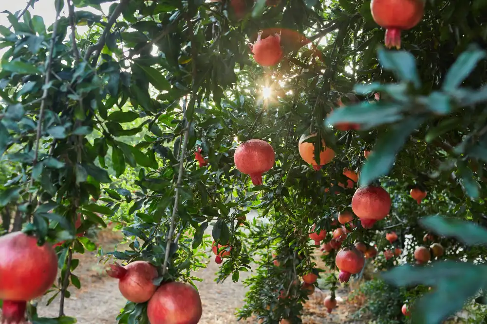 Nar Yetiştiriciliği Kursu