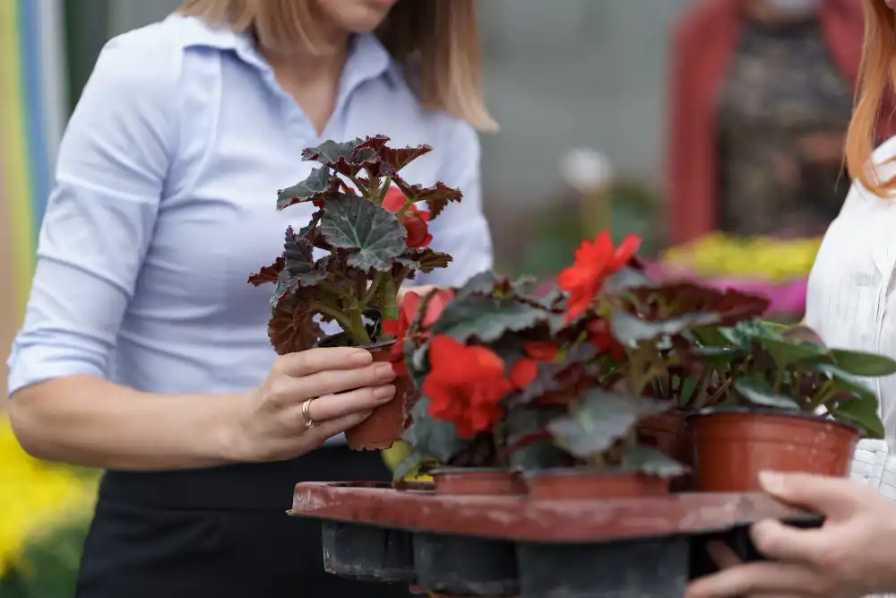 Kalanchoe Yetiştiriciliği Kursu