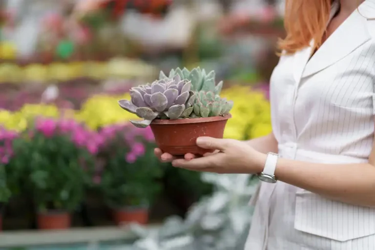 Kalanchoe Yetiştiriciliği Kursu