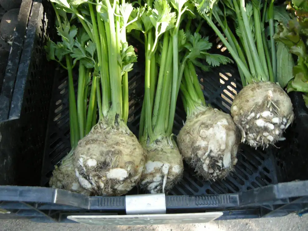 Kereviz Yetiştiriciliği Kursu