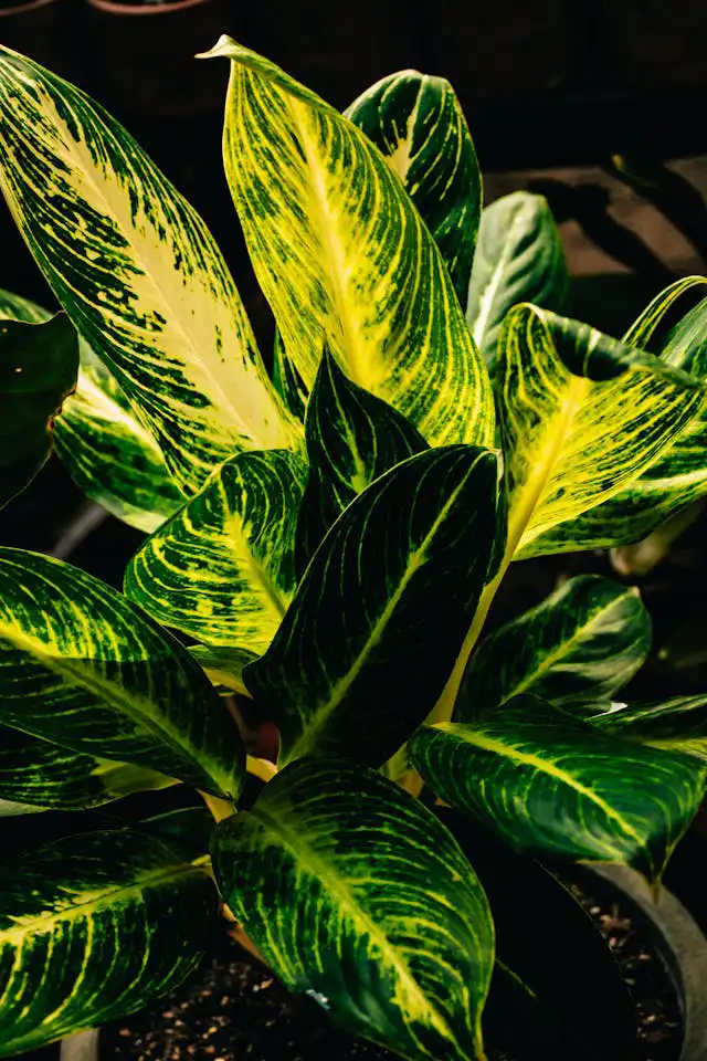 Dieffenbachia Yetiştiriciliği Kursu