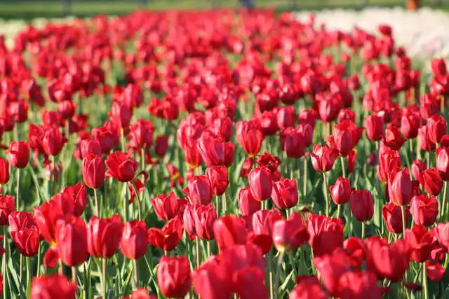 Süs Bitkileri Yetiştiriciliği Geliştirme