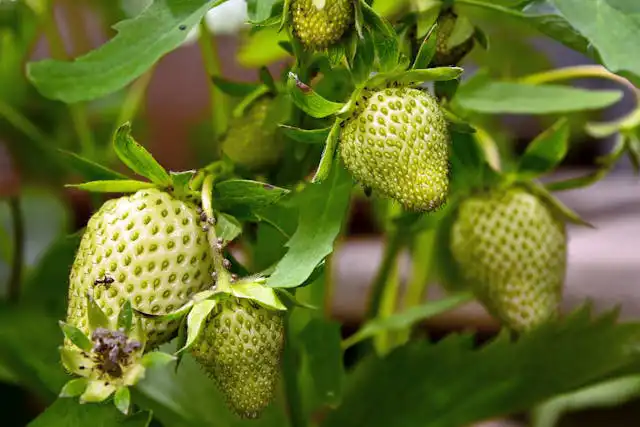 Çilek Yetiştiriciliği Kursu