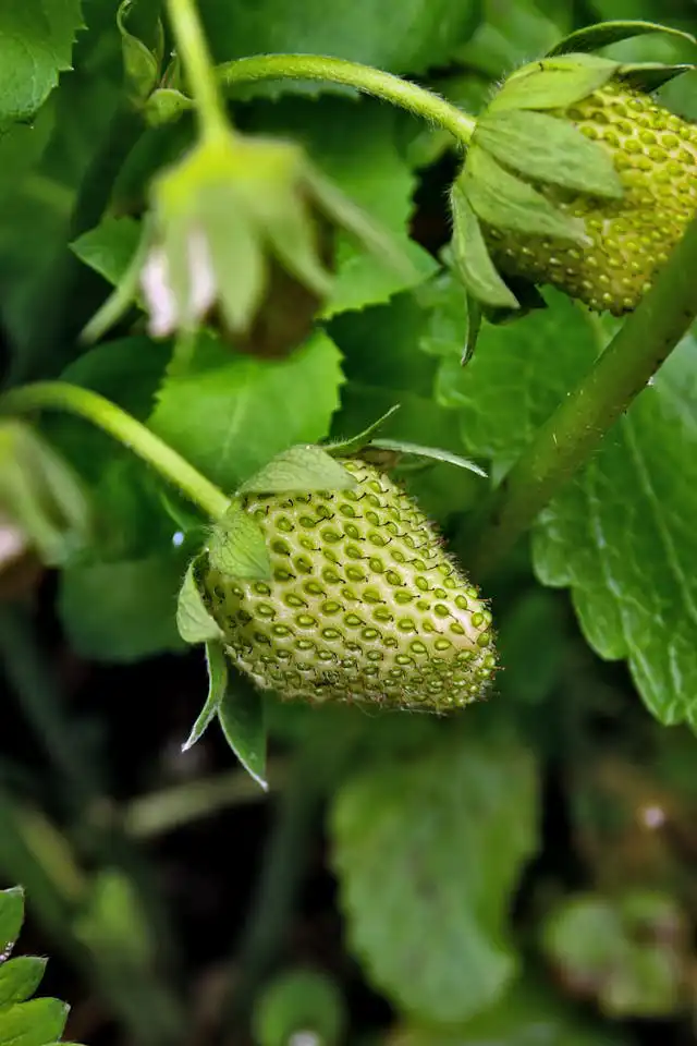 Çilek Yetiştiriciliği Kursu
