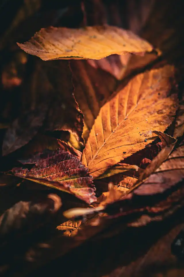 Codiaeum Yetiştiriciliği Kursu