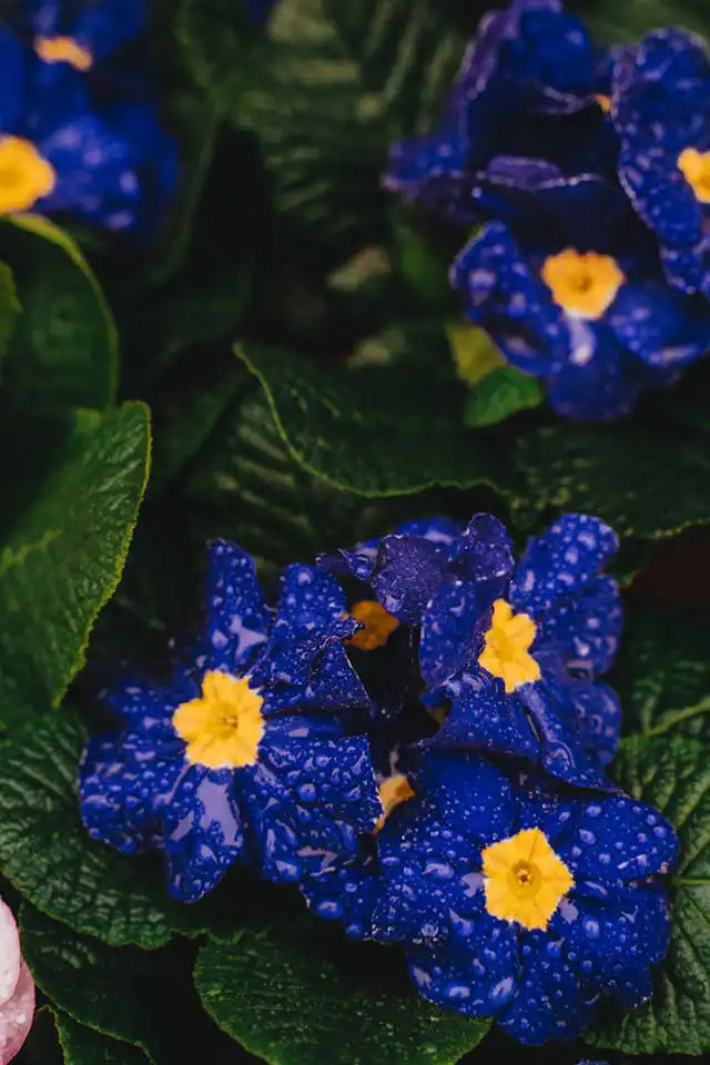 Primula Yetiştiriciliği Kursu