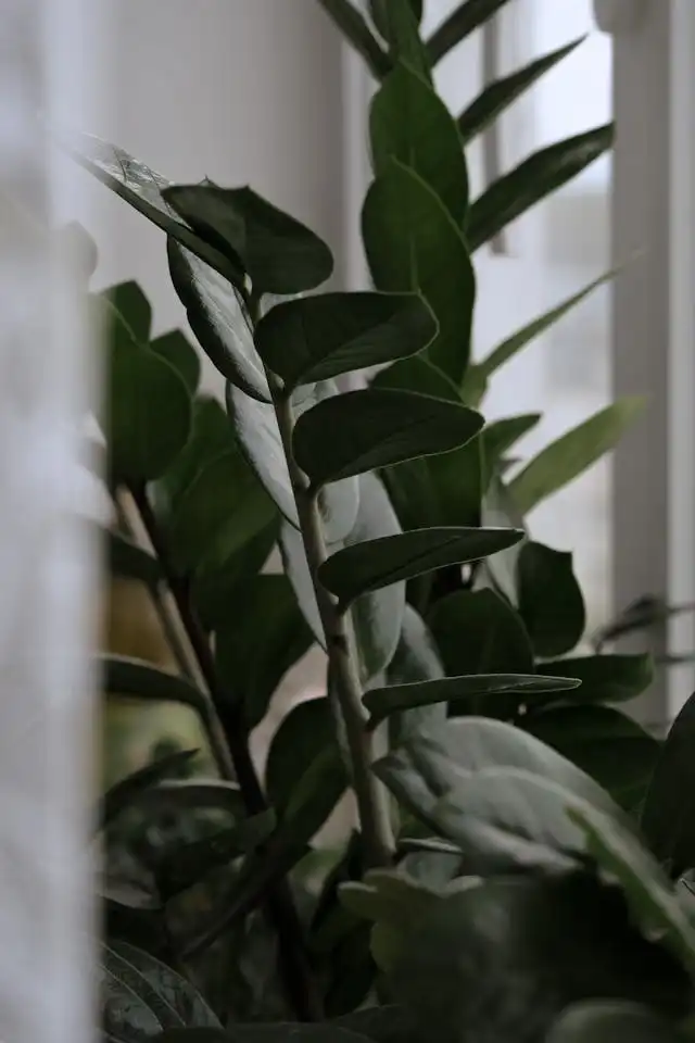 Ficus Yetiştiriciliği Kursu