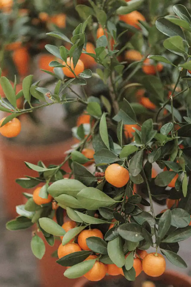 Subtropik Fidan Yetiştiriciliği Kursu