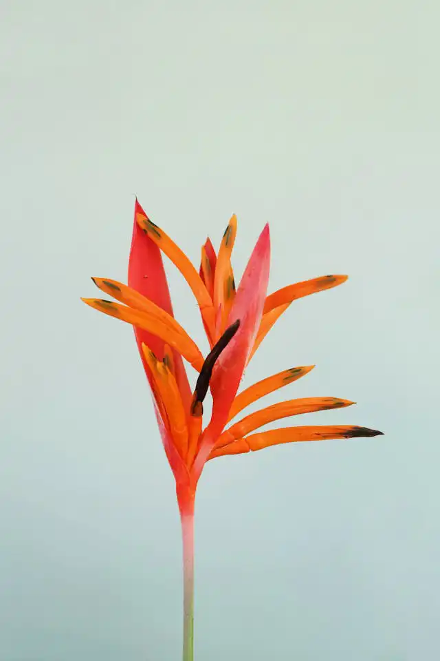 Sterliçya Yetiştiriciliği Kursu