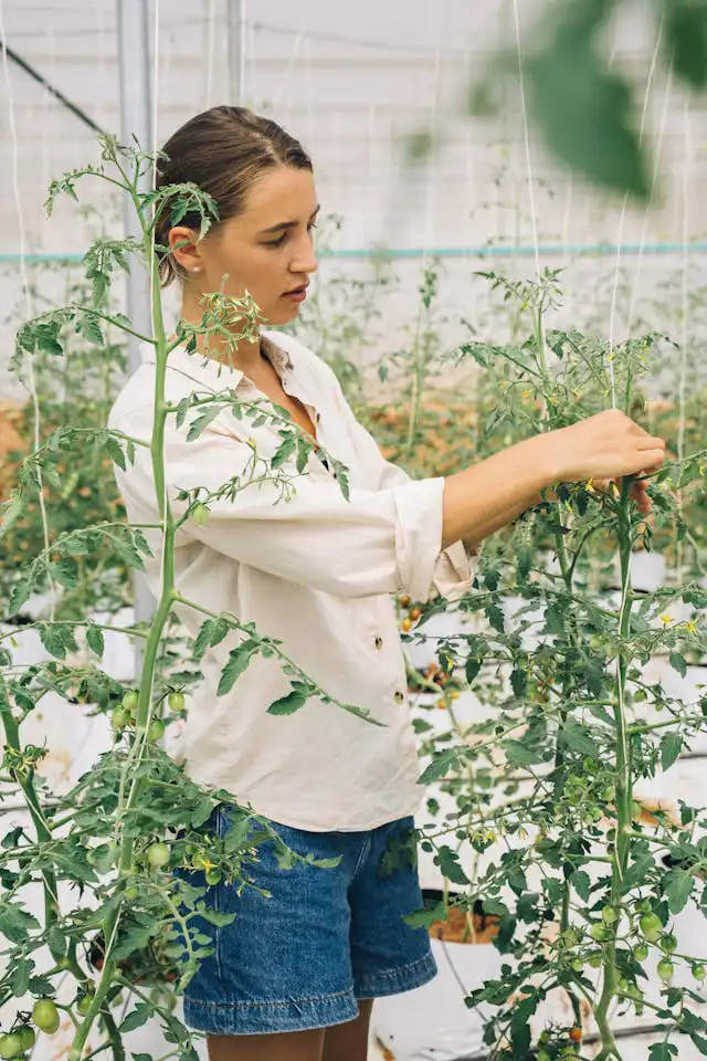 Domates Yetiştiriciliği Kursu