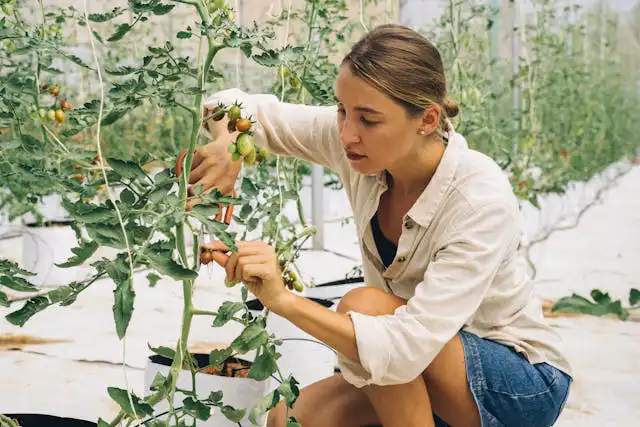 Domates Yetiştiriciliği Kursu