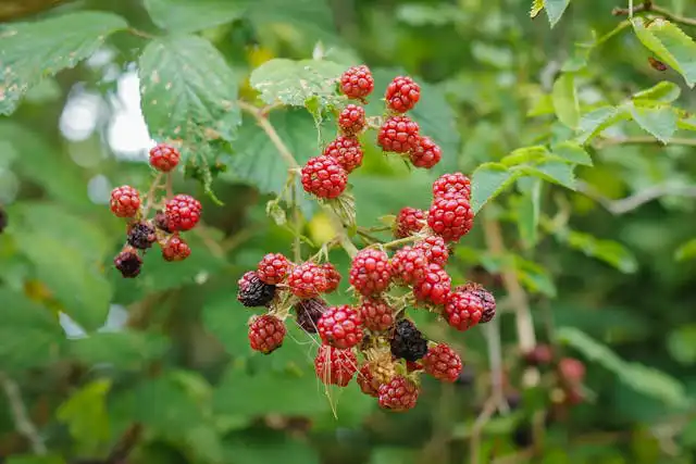 Böğürtlen Yetiştiriciliği Kursu