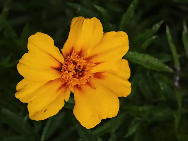 Scropulariceae Familyası Yetiştiriciliği