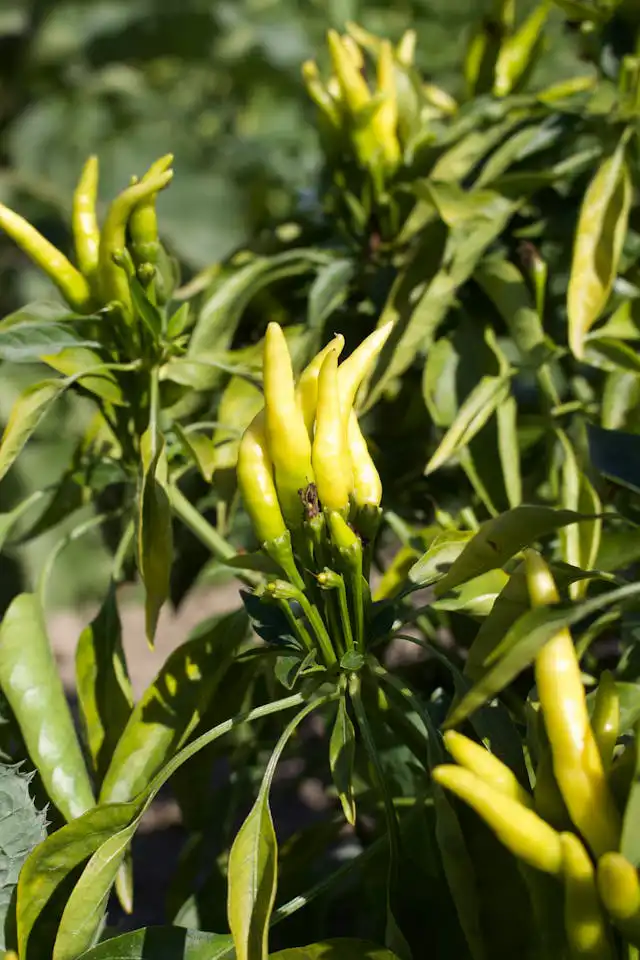 Biber Yetiştiriciliği Kursu