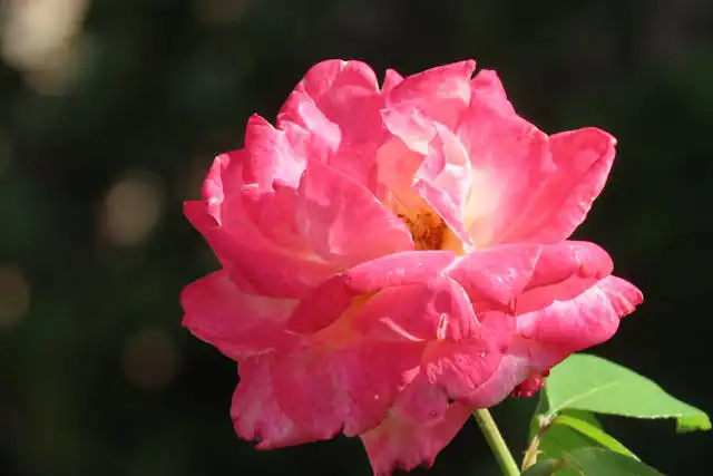 Cabiateae Familyası