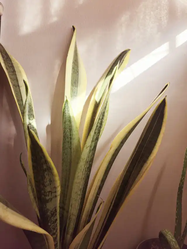 Dracaena Yetiştiriciliği Kursu