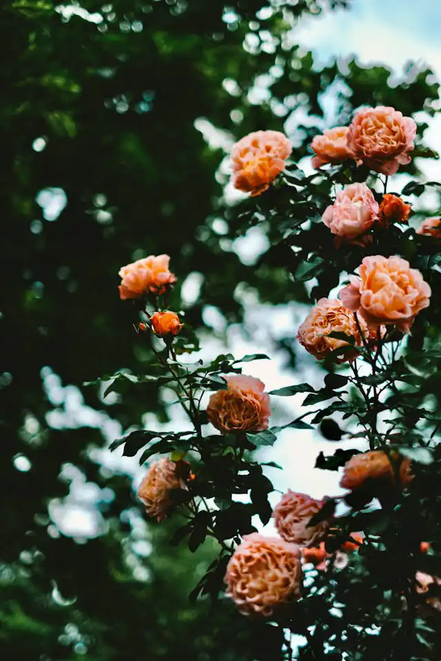 Gül Yetiştiriciliği Kursu