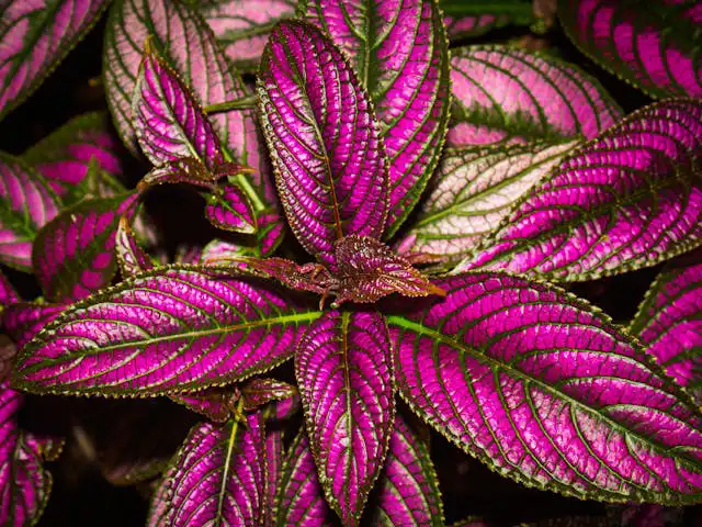 Begonia Yetiştiriciliği Kursu