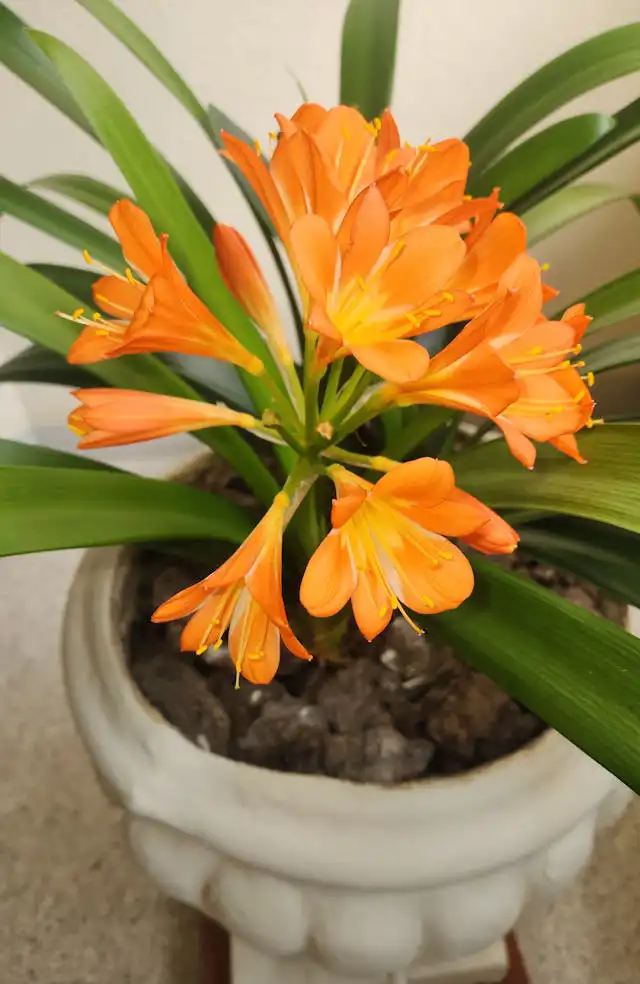 Clivia Yetiştiriciliği Kursu