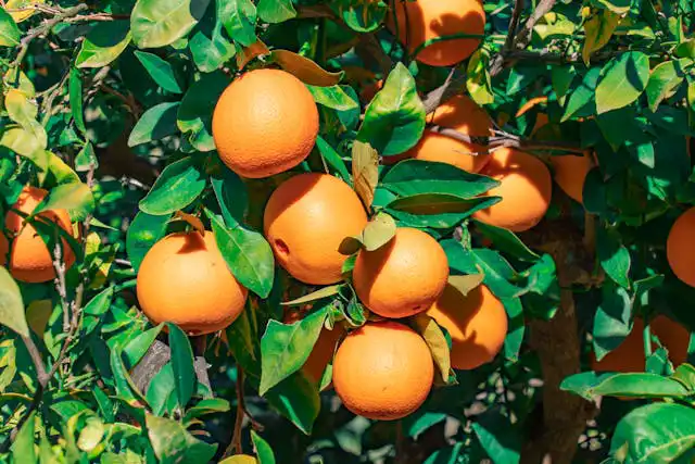 Portakal Yetiştiriciliği Kursu