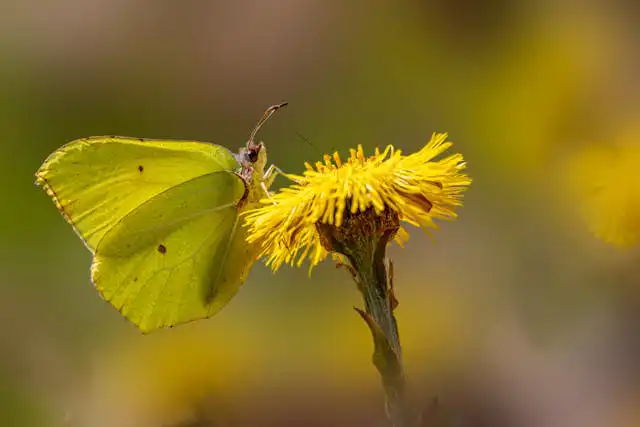 Solidago Yetiştiriciliği Kursu