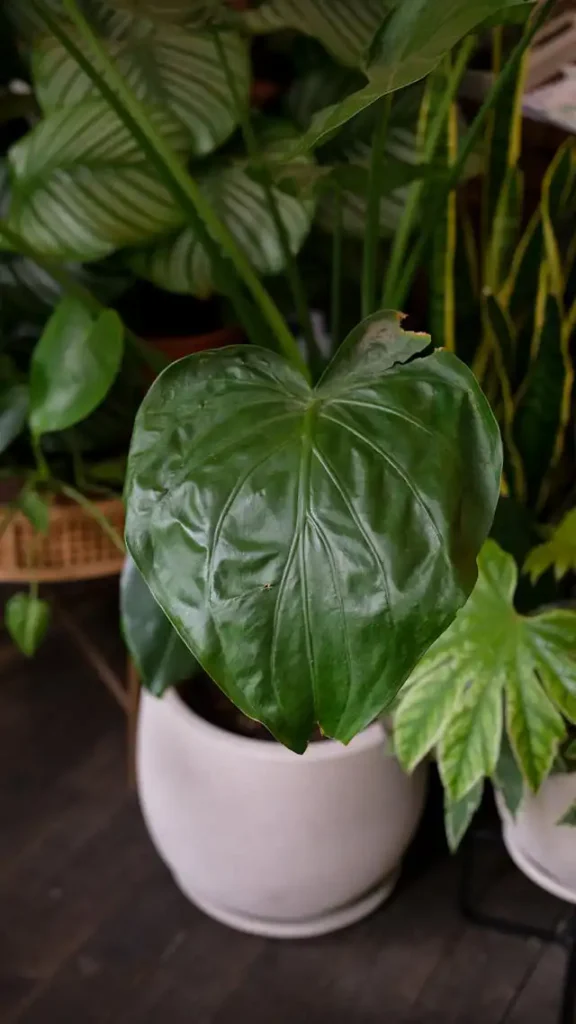 Spathıphyllum Yetiştiriciliği Kursu