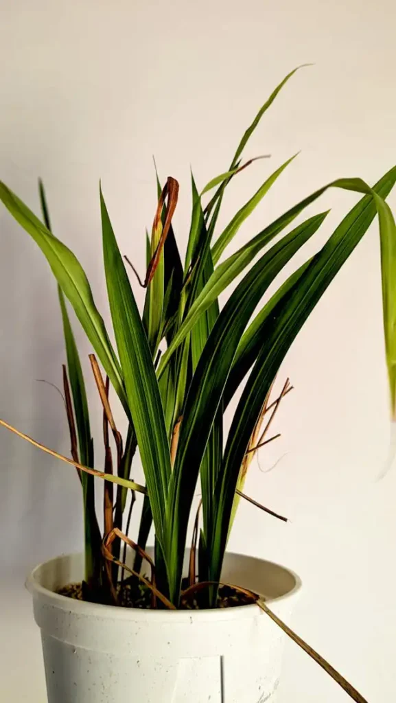 Raphydophora Yetiştiriciliği Kursu