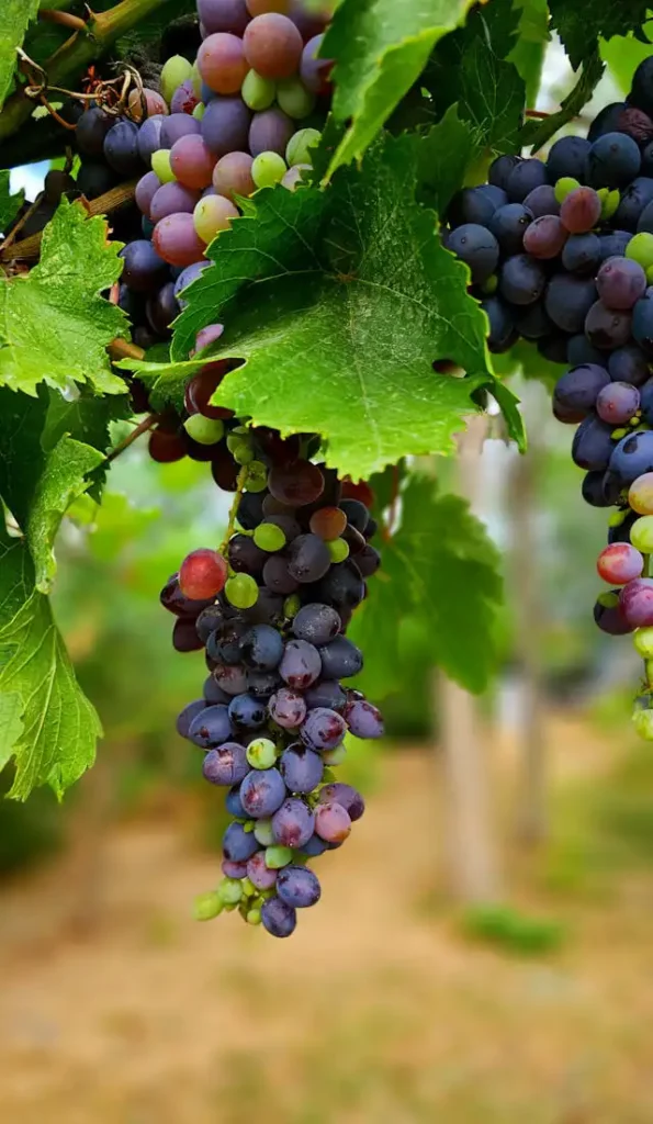 Asma Yetiştiriciliği Kursu