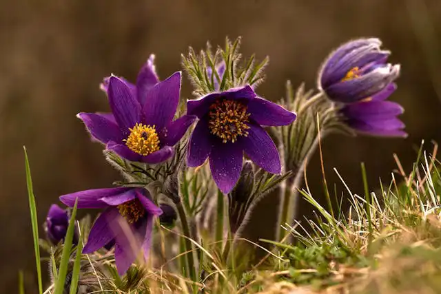 Sinningia Yetiştiriciliği Kursu
