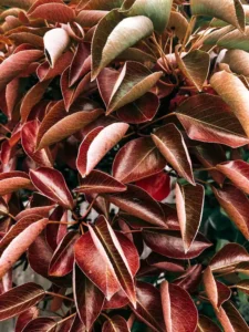 Cordyline Yetiştiriciliği Kursu