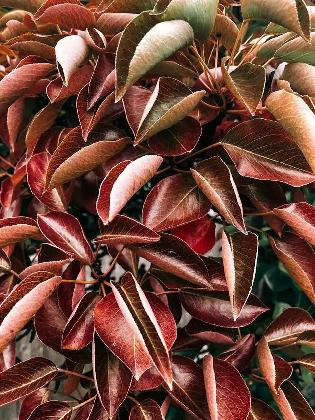 Cordyline Yetiştiriciliği Kursu