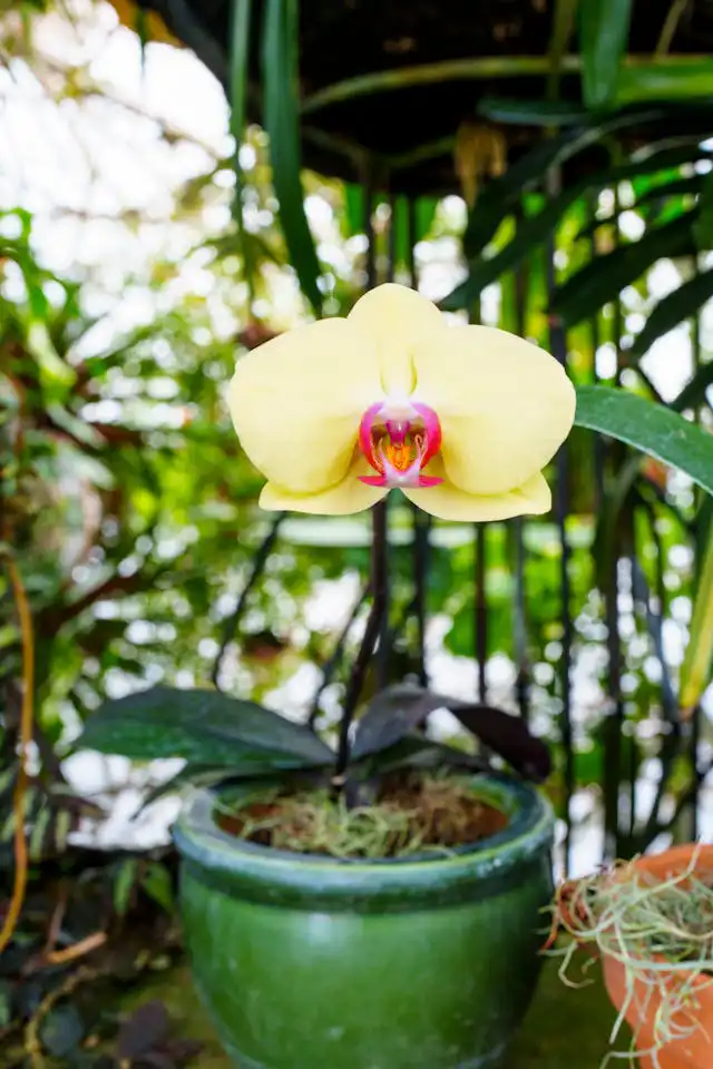 Orkide Yetiştiriciliği Kursu